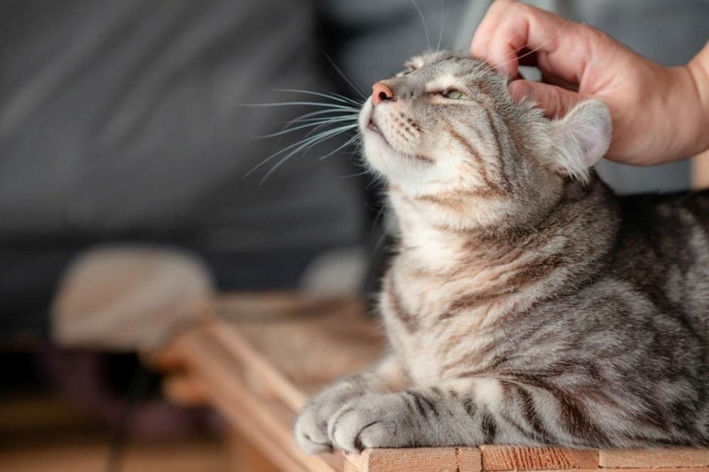 Chủ đang vuốt ve bé mèo