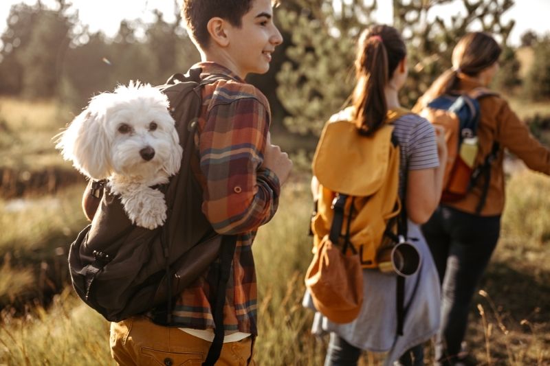 Cha mẹ trẻ cùng con nhỏ đi dã ngoại với chó