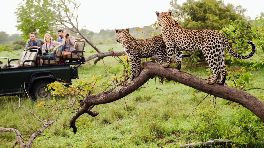 Khi Safari Lodge Mở Rộng Vòng Tay Chào Đón Trẻ Nhỏ