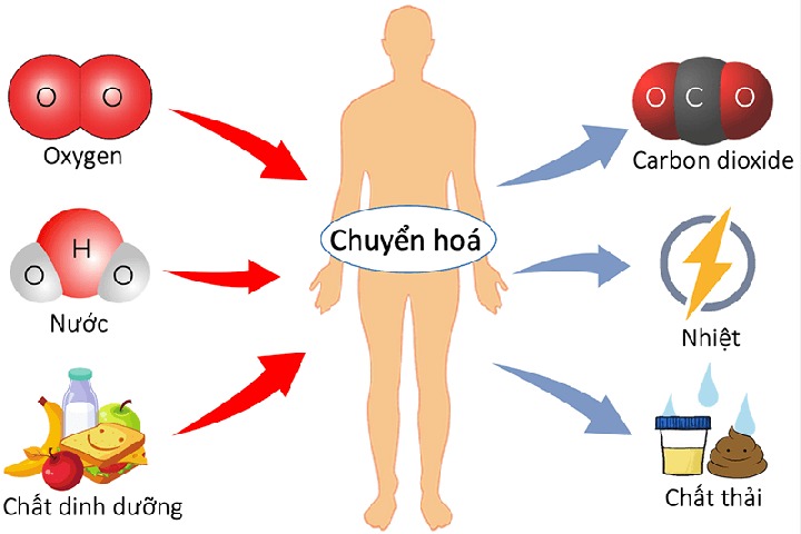 Quá trình trao đổi chất trong Metabolism Reset