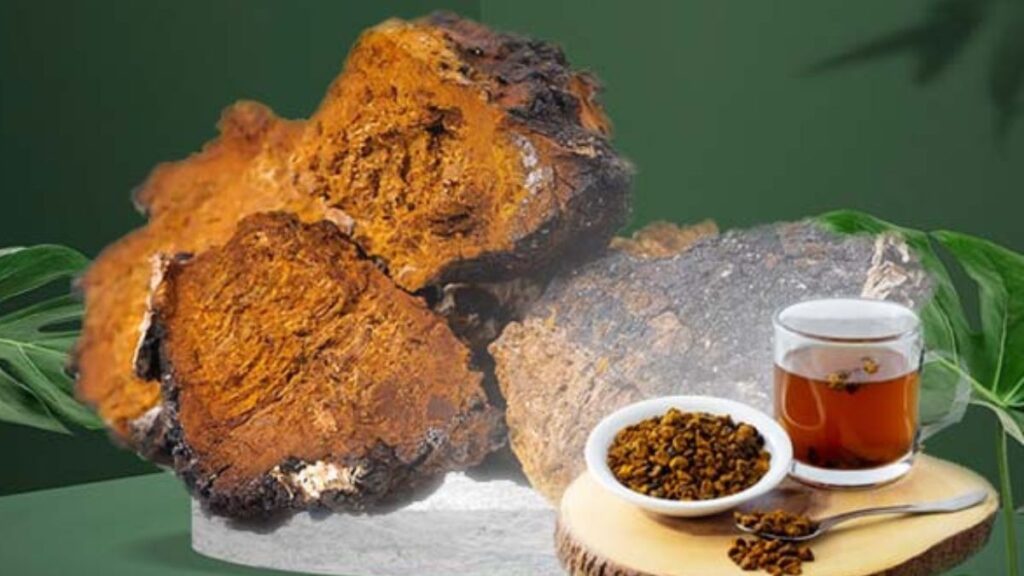 Chaga hỗ trợ miễn dịch tự nhiên
