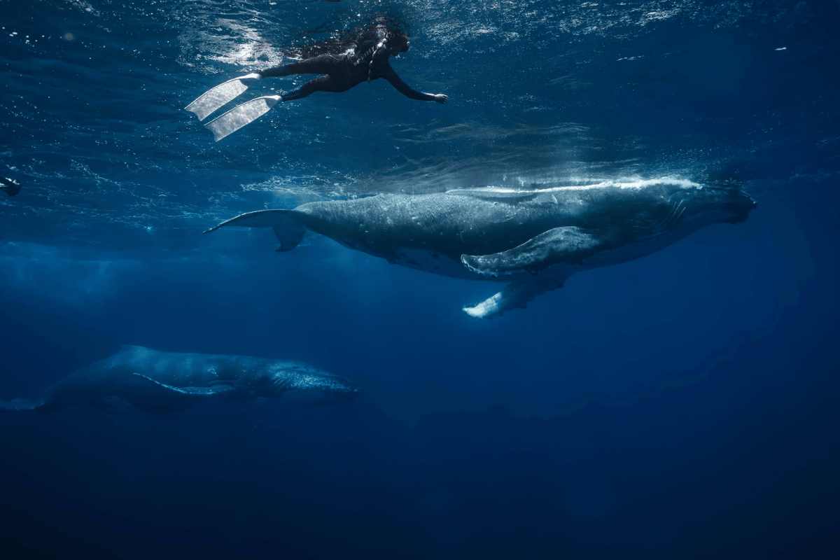 Mo’orea và Rurutu ở Pháp chinh phục du khách bằng vẻ đẹp trong veo của mặt nước