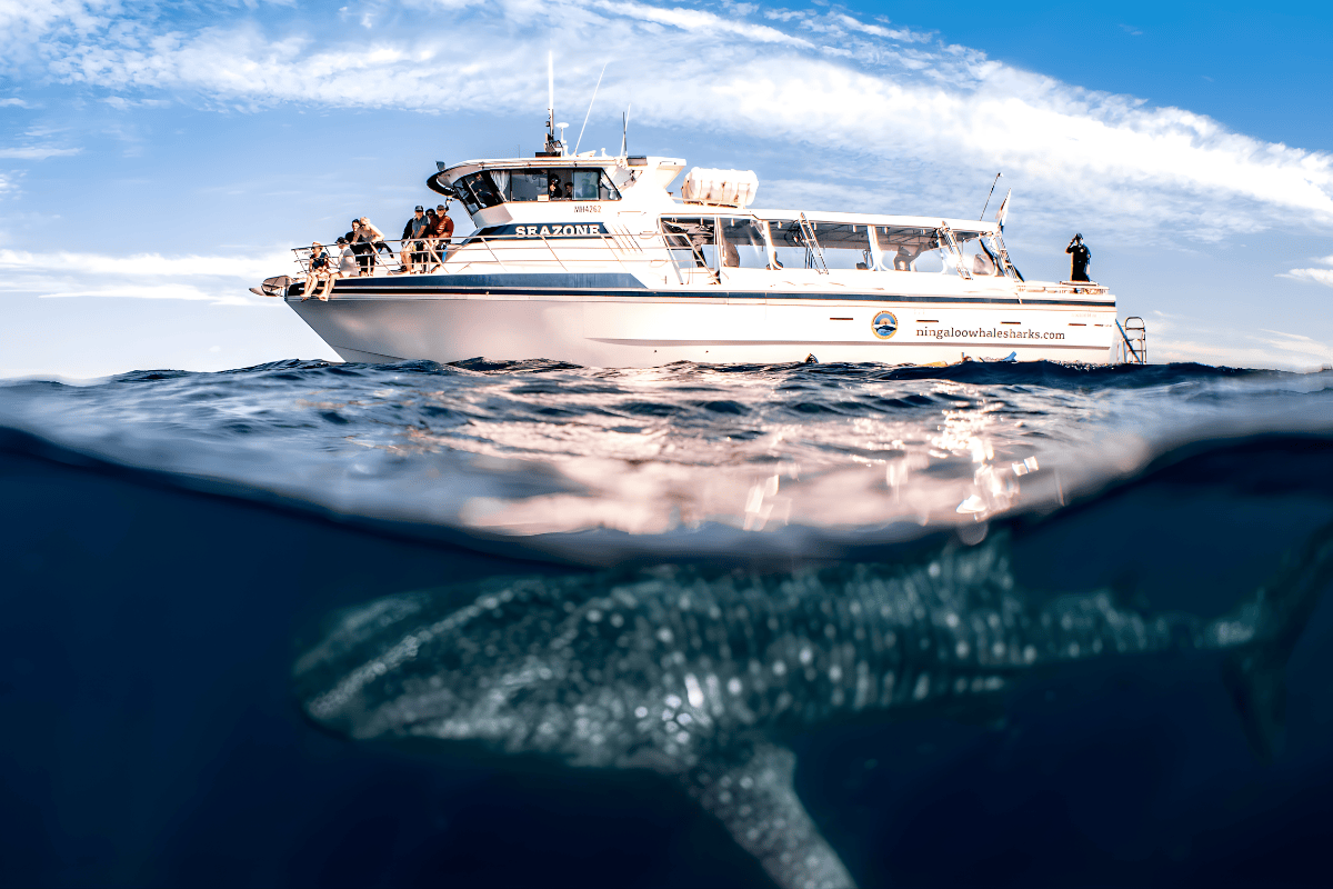 Tại Ningaloo Reef ở Tây Úc, trải nghiệm lặn cùng cá voi mang một sắc thái đặc biệt hơn