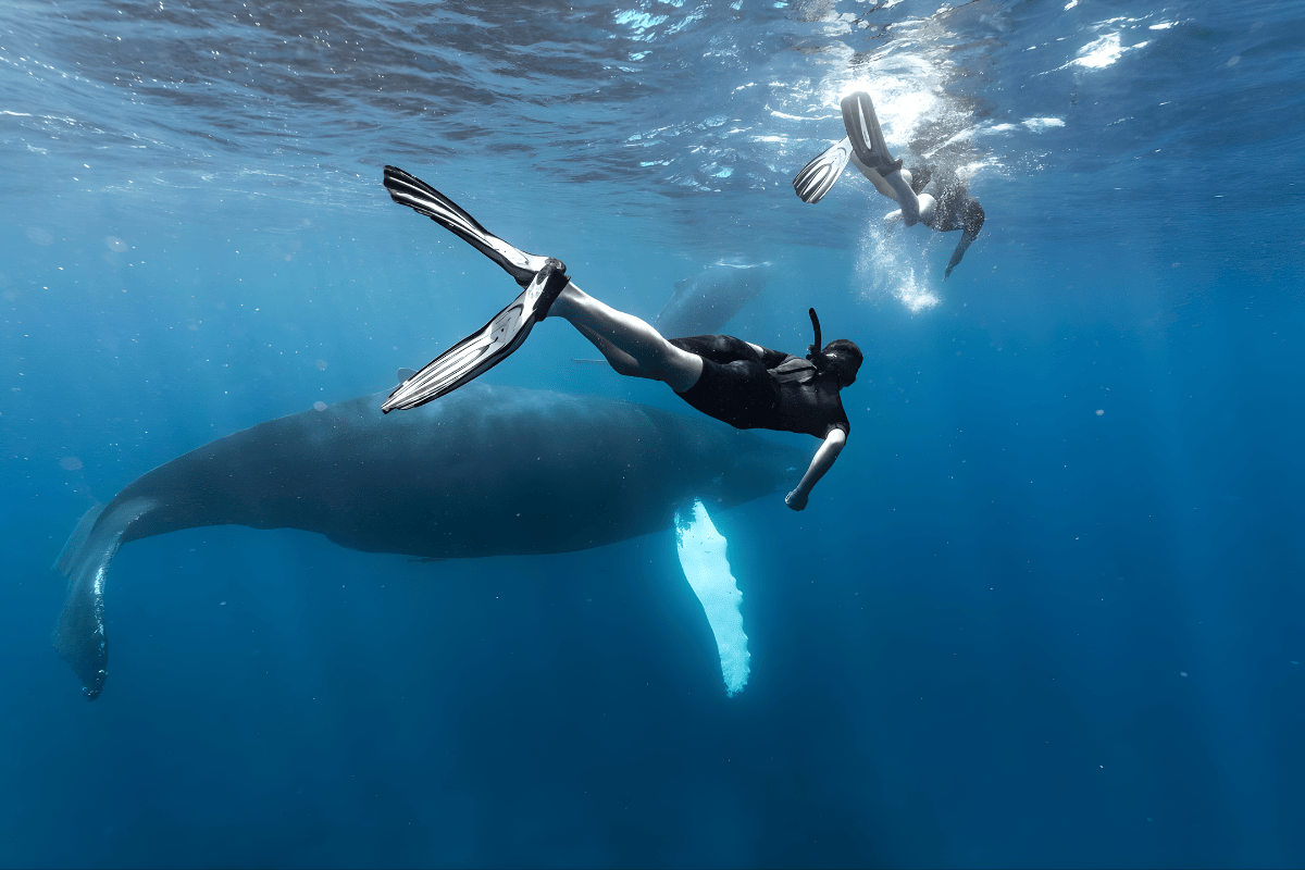 Silver Bank ở vùng Caribe mở ra một trải nghiệm biệt lập hơn hẳn