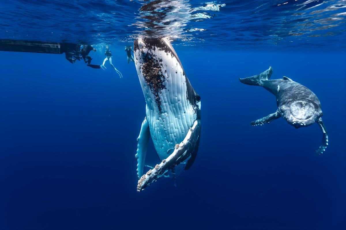 Vavaʻu của Tonga luôn được nhắc đến như một trong những nơi lý tưởng nhất để bơi cùng cá voi lưng gù