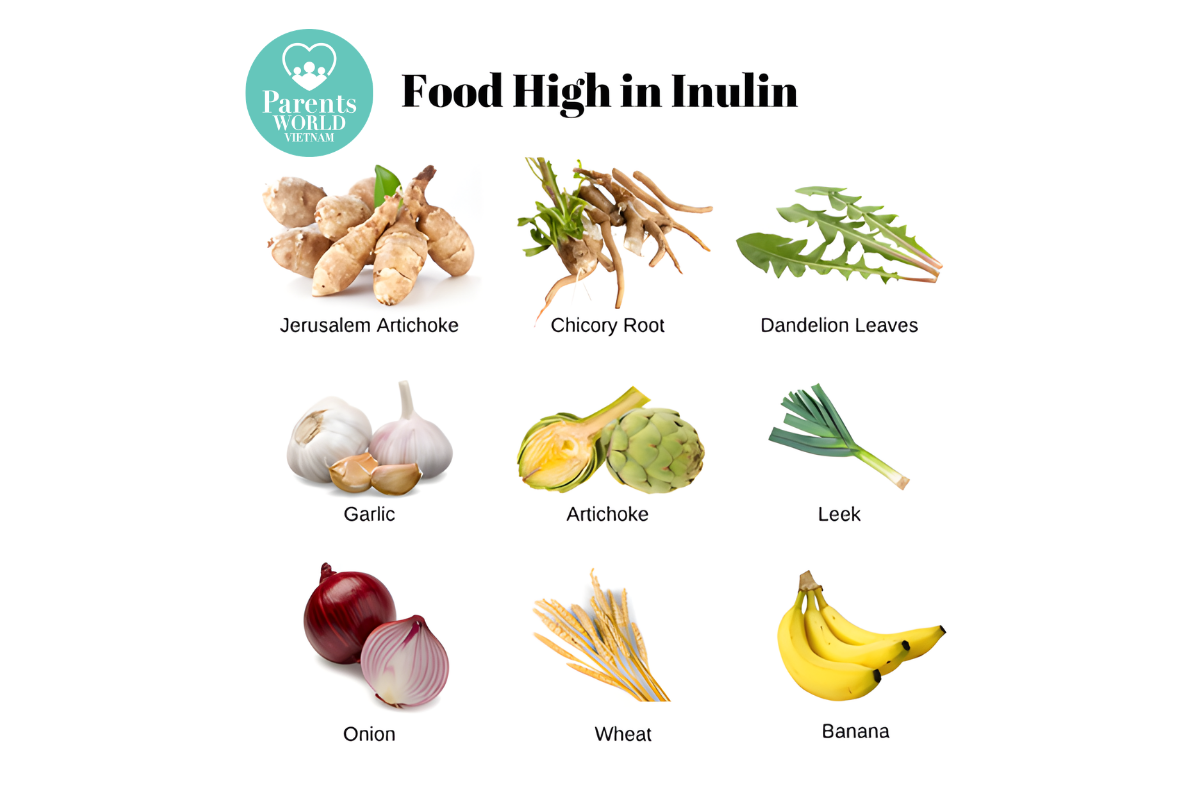Inulin là một loại prebiotic tự nhiên có trong rễ rau diếp xoăn (chicory root) và một số thực vật khác